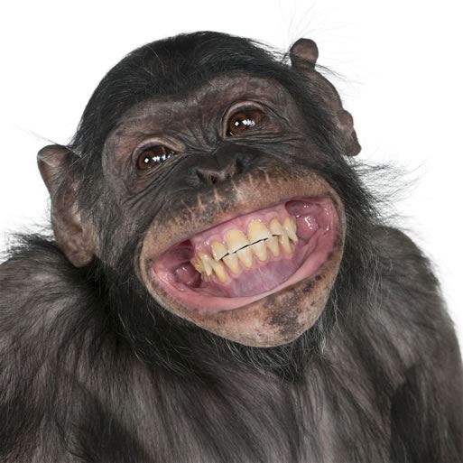 Smiling Monkey Smiling Monkey